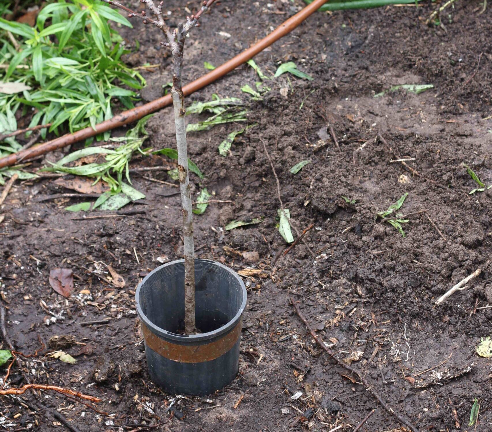 Planting bare-rooted trees
